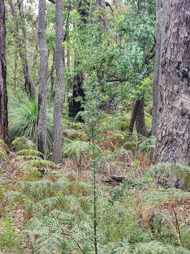 Mirbelia dilatata, photograph 3