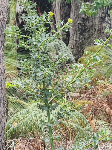 Mirbelia dilatata, photograph 4