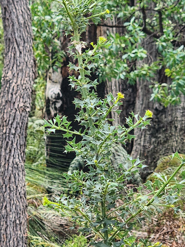 Mirbelia dilatata, photograph 1