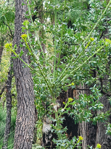 Mirbelia dilatata, photograph 5