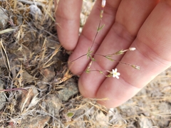 Leptosiphon bolanderi