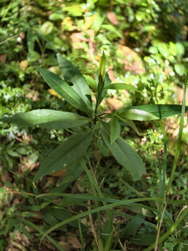 Symplocos wikstroemiifolia observed 2026-08-04