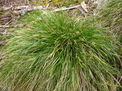 Carex horizontalis