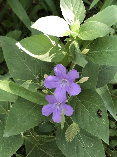 Ruellia drummondiana, photograph 3