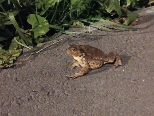 European Toad