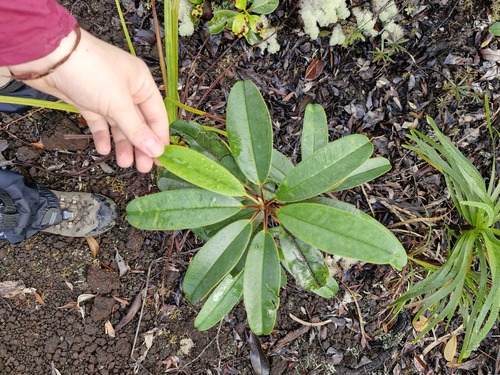 Hibbertia pancheri observed 2026-07-21