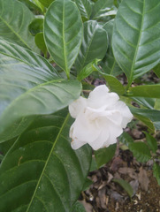 Tabernaemontana corymbosa