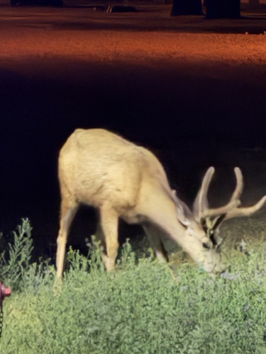 Mule Deer
