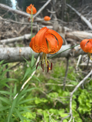 Lilium pardalinum, photograph 5