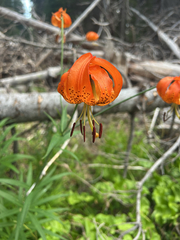 Lilium pardalinum, photograph (c) Owen VanAntwerpen, some rights reserved (CC BY-SA)