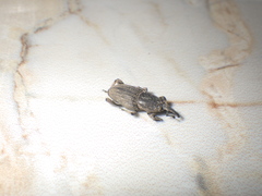 Cosmopolites sordidus