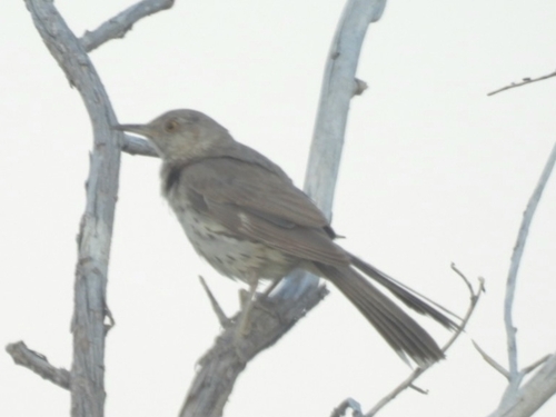 Sage Thrasher
