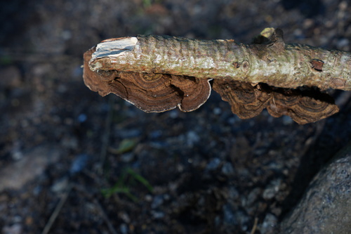 Common Mazegill