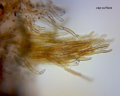 Crepidotus fuscovelutinus image