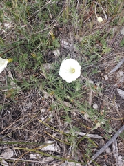 Calystegia stebbinsii