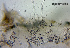 Crepidotus fuscovelutinus image