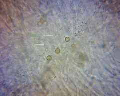 Crepidotus fuscovelutinus image