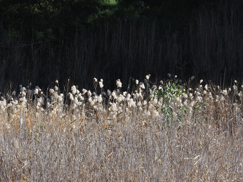 common reed