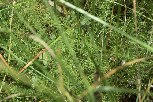 Ptilimnium capillaceum observed 2026-08-02