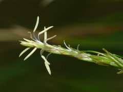 Carex horizontalis
