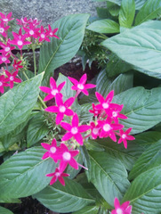 Pentas lanceolata
