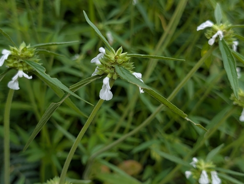 Leucas lavandulifolia observed 2026-08-02