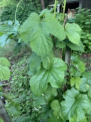 Humulus