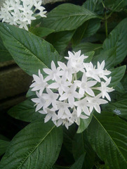 Pentas lanceolata