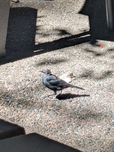 iNaturalist observation photo of Brewer's Blackbird