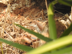 Aspidoscelis motaguae