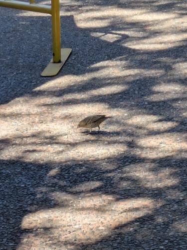 iNaturalist observation photo of Brown-headed Cowbird