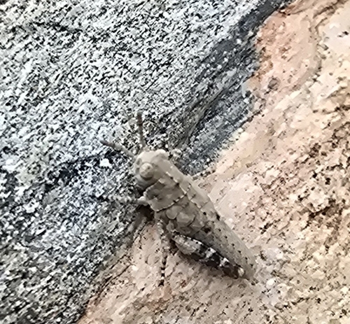 iNaturalist observation photo of Grasshoppers, Crickets, and Katydids
