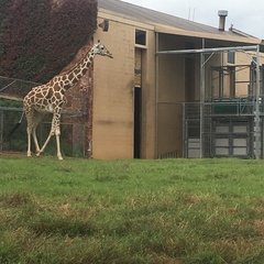 Giraffa