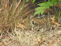 Aspidoscelis motaguae