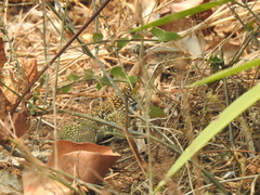 Aspidoscelis motaguae