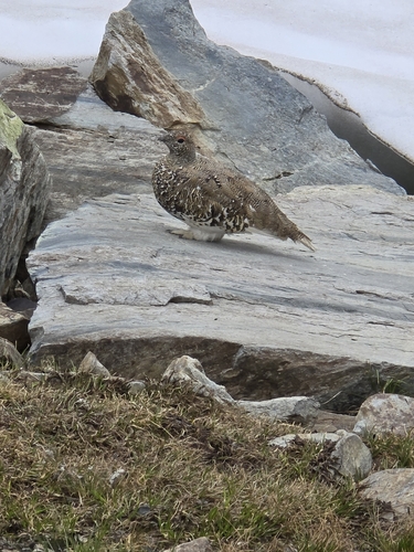 iNaturalist observation photo of White-tailed Ptarmigan