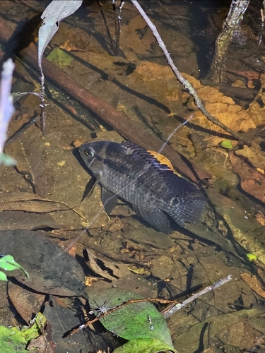 Bolivian cichlid (Cichlasoma boliviense) — Cichlidae — 3