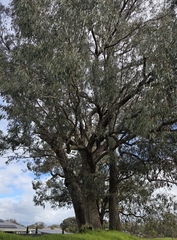 Eucalyptus goniocalyx