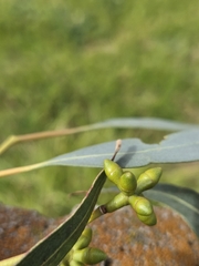 Eucalyptus goniocalyx, photograph (c) Matthew Lincoln, some rights reserved (CC BY)