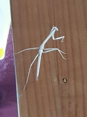 Archimantis armata