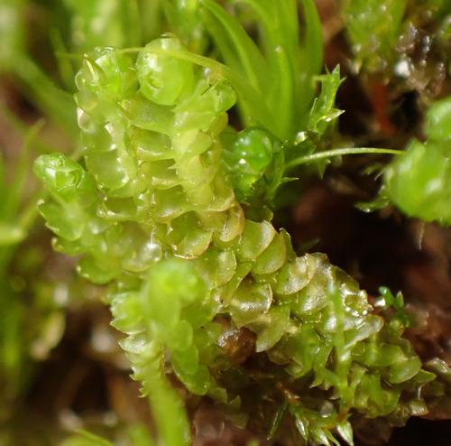 Neoorthocaulis floerkei observed 2026-08-03