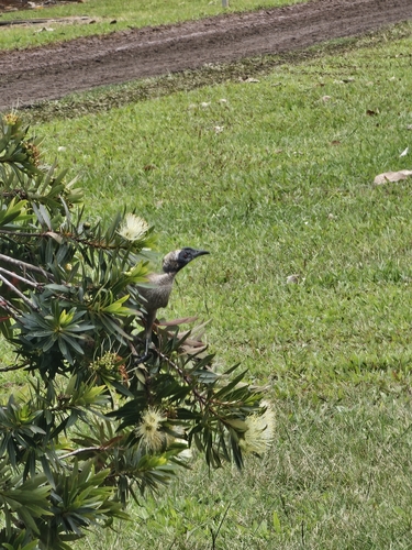 Helmeted Friarbird