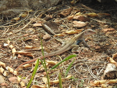 Aspidoscelis motaguae