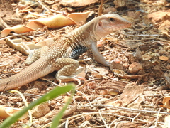 Aspidoscelis motaguae