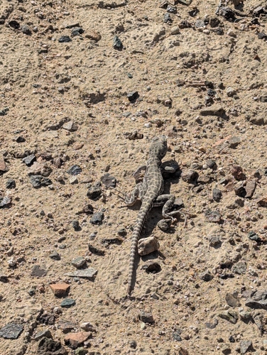 Long-nosed Leopard Lizard