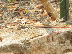 Aspidoscelis motaguae