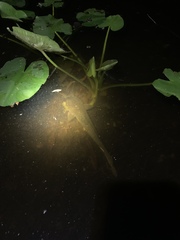 Clarias batrachus