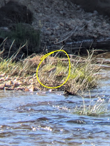 iNaturalist observation photo of Spotted Sandpiper