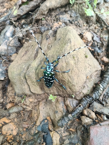 Anoplophora stanleyana
