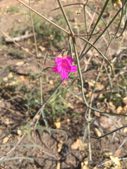Mirabilis coccinea
